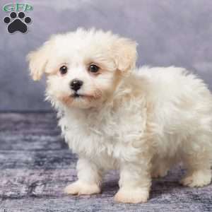 Russ, Havachon Puppy